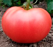 Томат Волгоградские Зори  50г