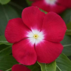 Катарантус Пацифика Ред Хало 100 семян