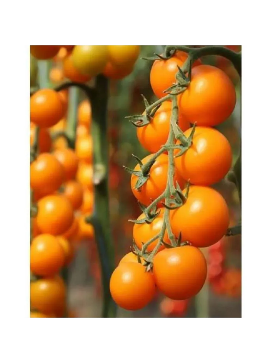 Томат Несси F1 25 семян KITANO