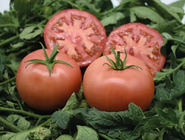 Томат Хандан F1 100 семян Argeto