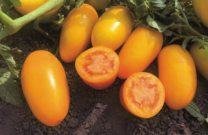 Томат KS 630 F1 25 семян